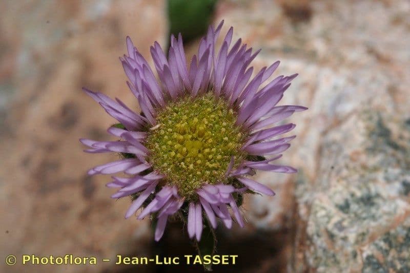 Erigeron 4