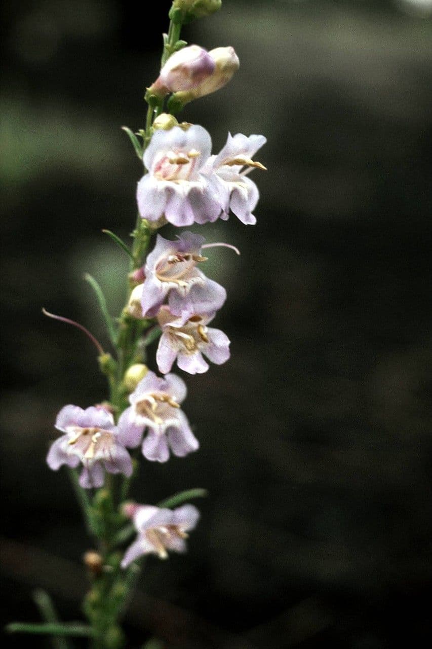 Penstemon virgatus 4