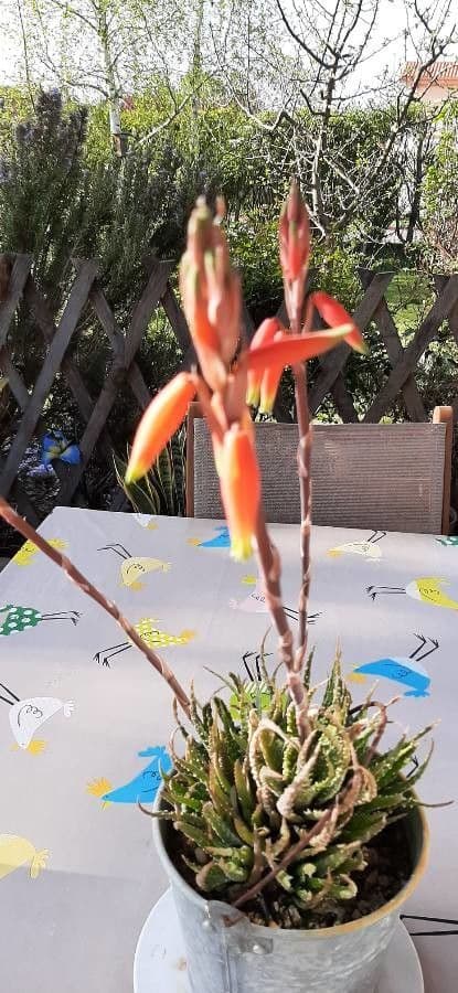 Zwerg-Igelaloe