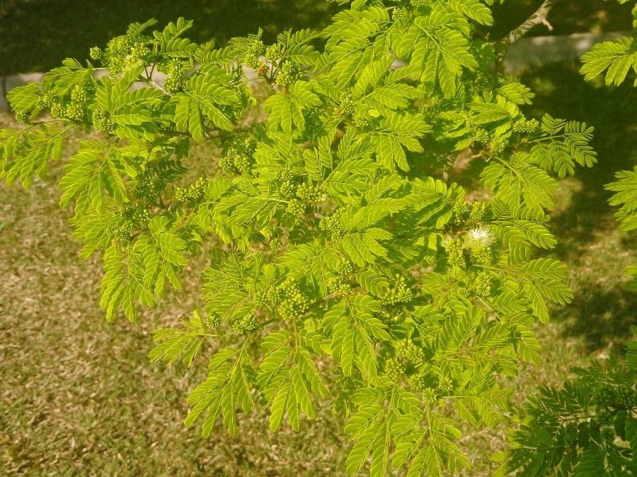 Chloroleucon 5