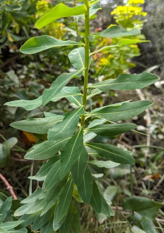 Euforbia bionda 18