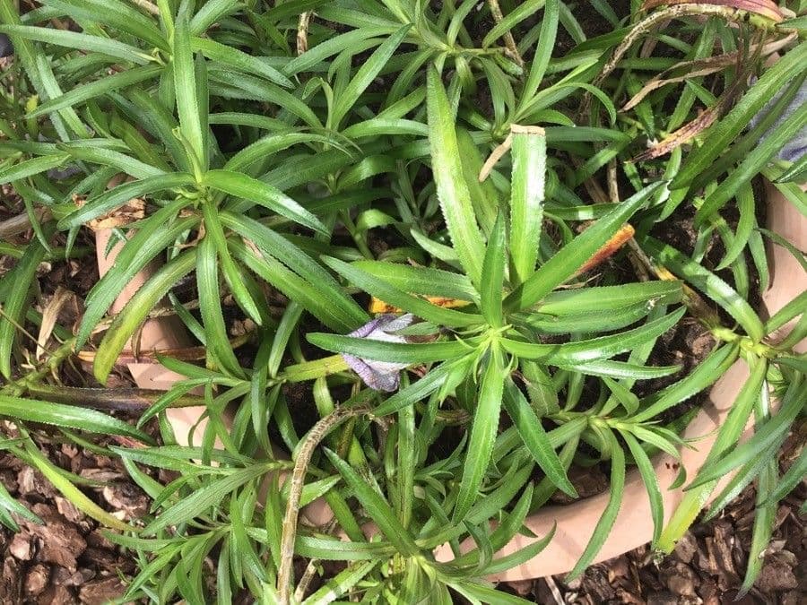 Campanula di Mauritius 8