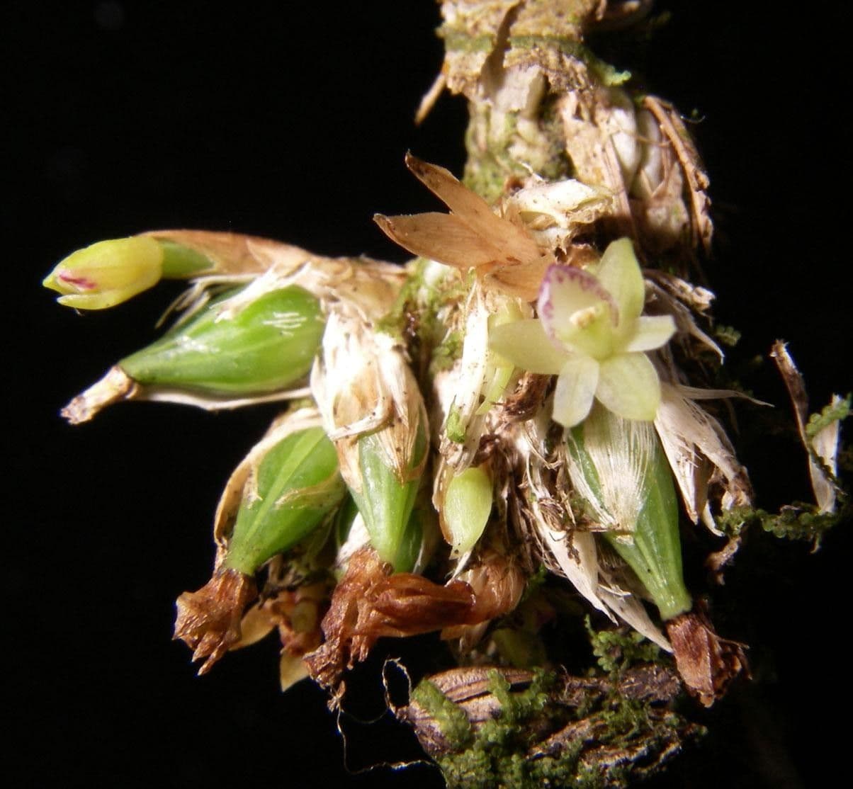 Scaphyglottis 7