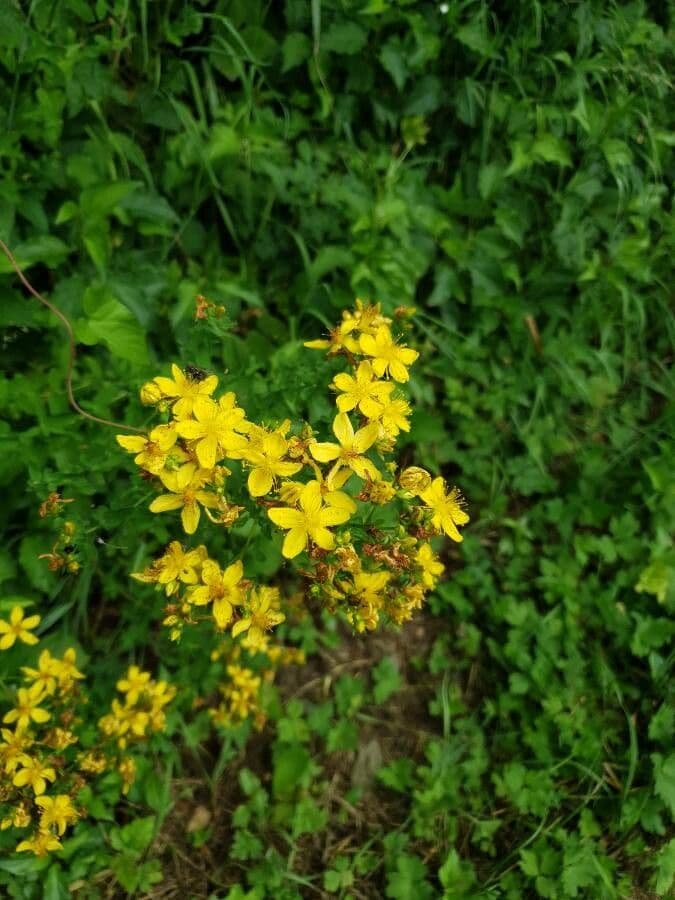 Millepertuis maculé 6