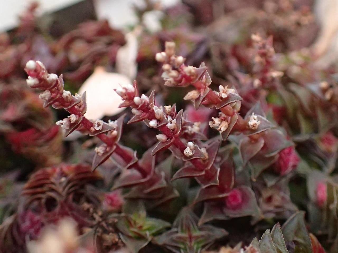 Crassula 13