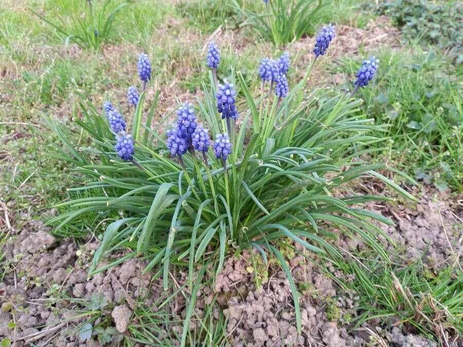 Muscari armeniaco 11