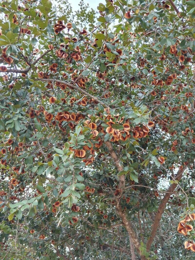 Combretum hereroense 5