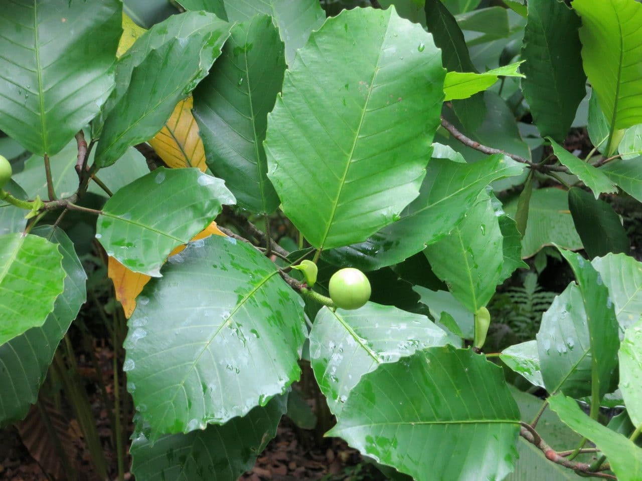 Dillenia 8
