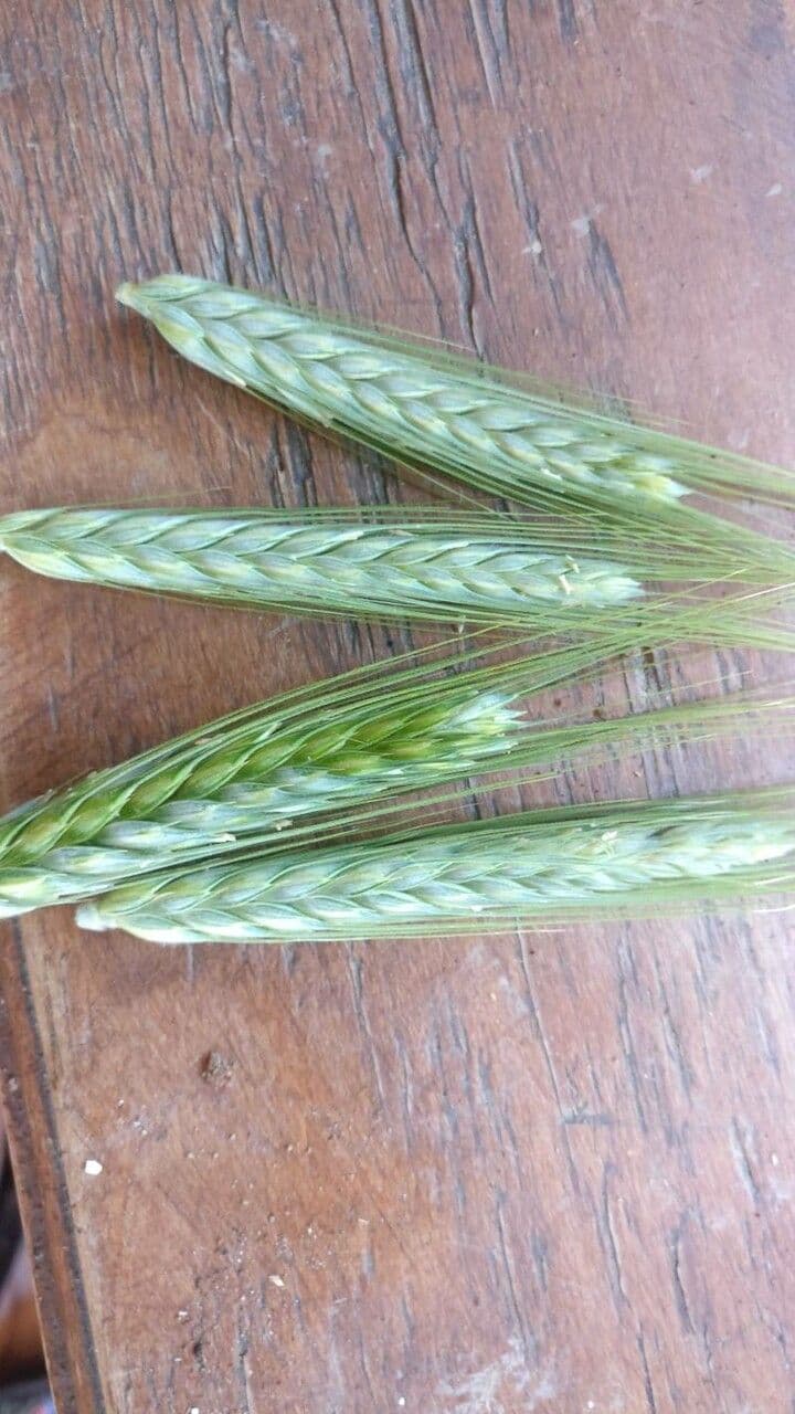 Orzo 12
