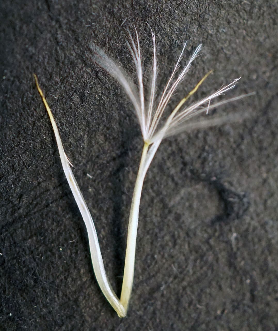 Costolina macchiata 2