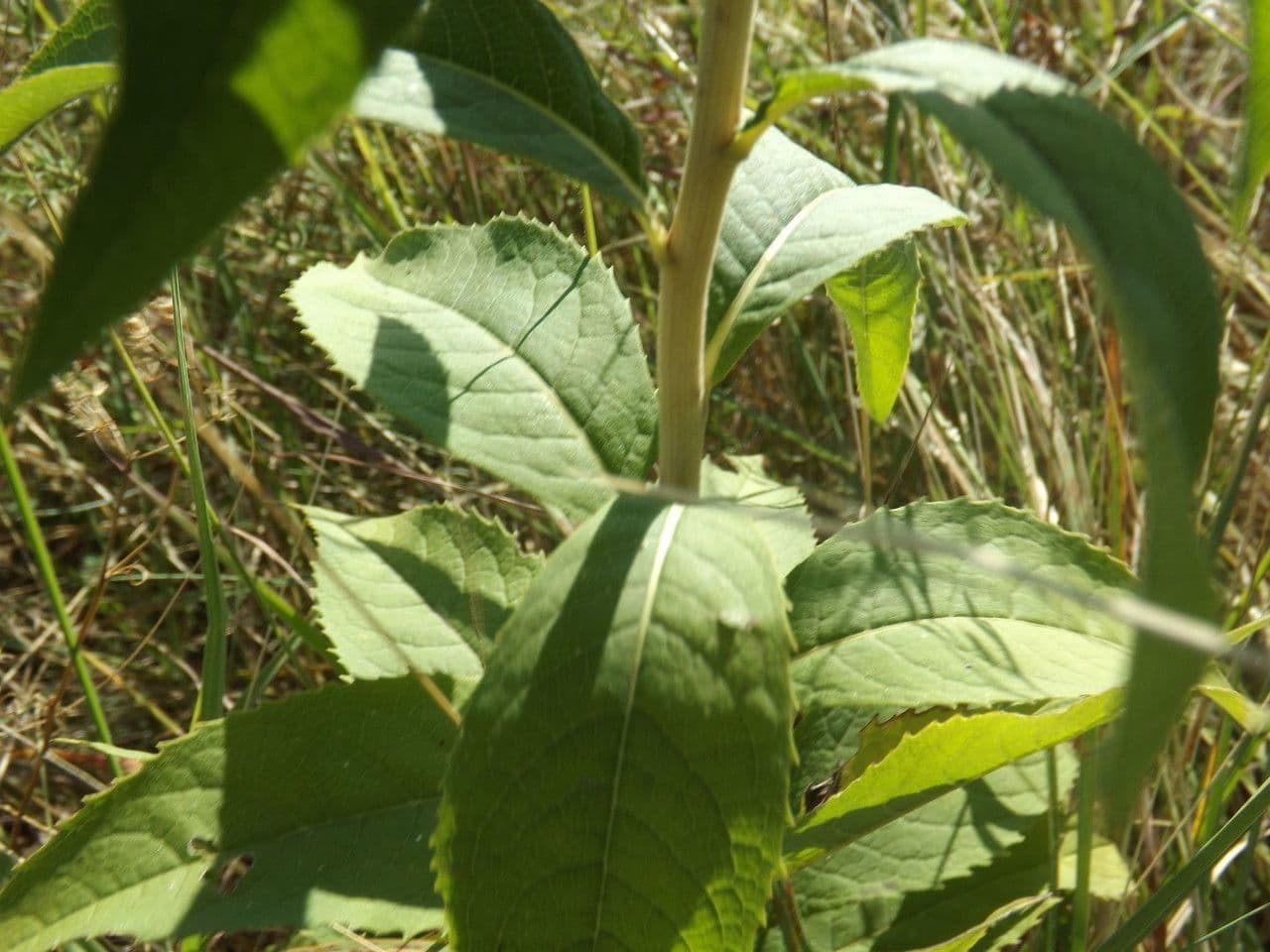 Vernonia di Baldwin 21