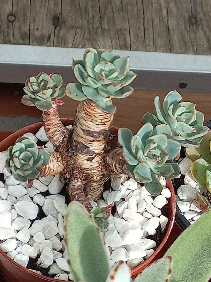 Aeonium lancerottense 11