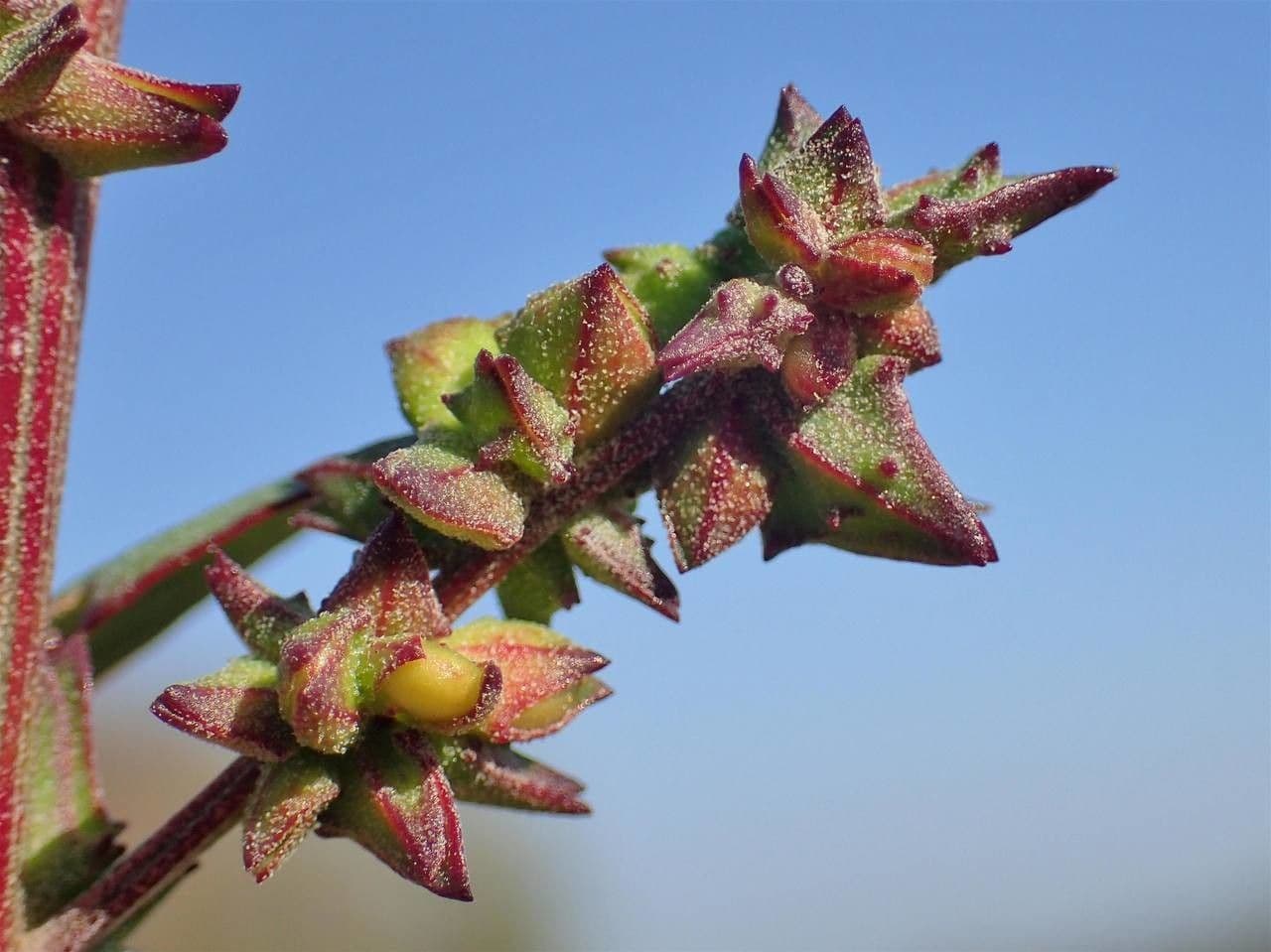 Chenopodio rigido 14