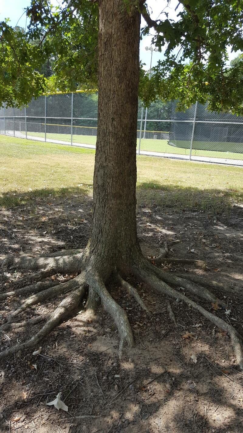 Quercia lira 8