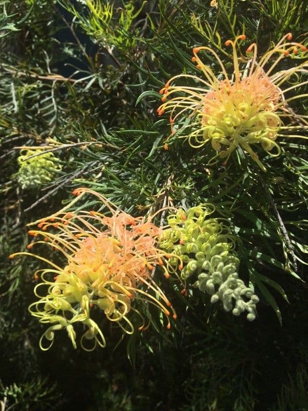 Grevillea 9