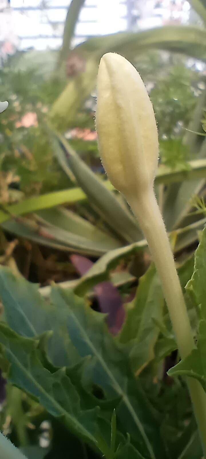 Hippobroma longiflora 22