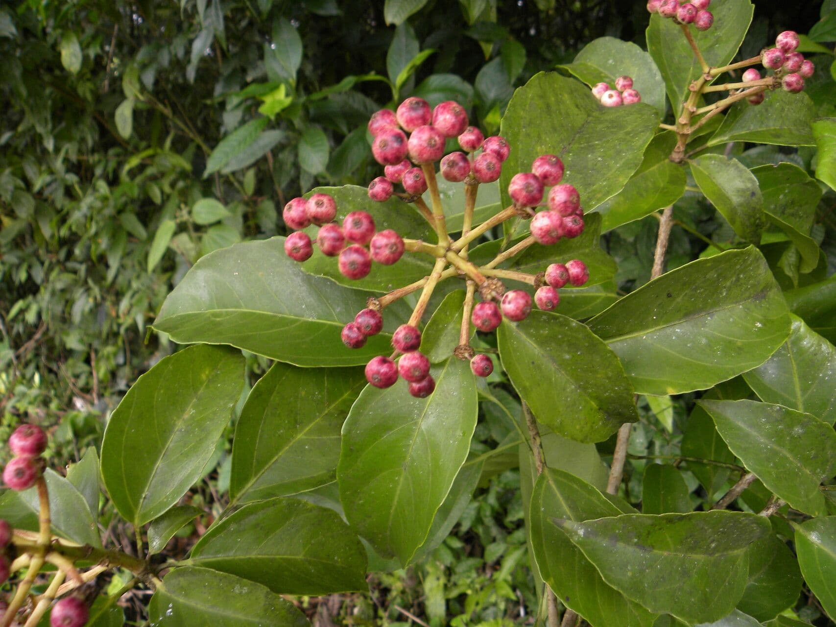 Dendropanax arboreus 8