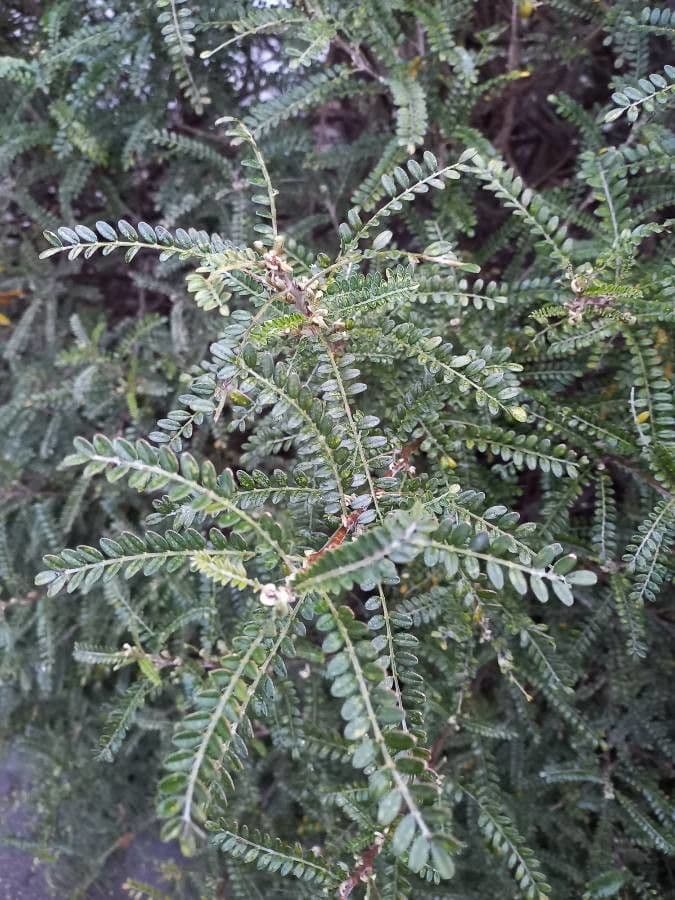 Sophora 19