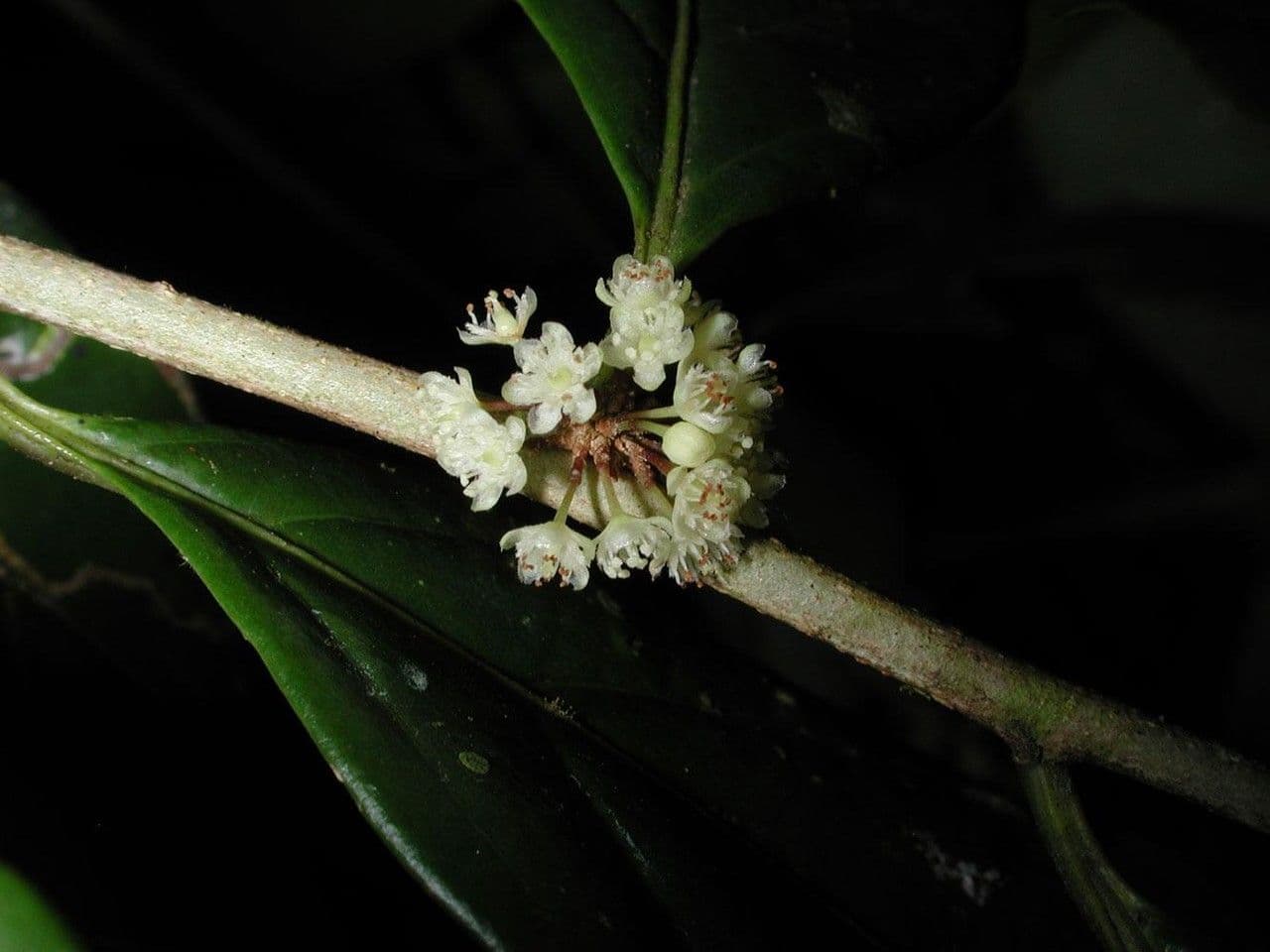 Casearia 22