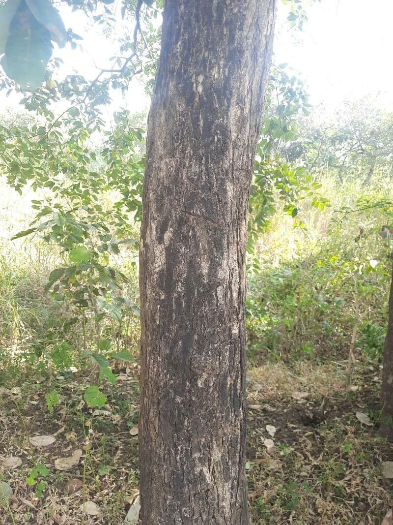 Terminalia arjuna 22