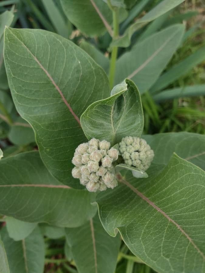 Asclépiade à fleurs vertes 6