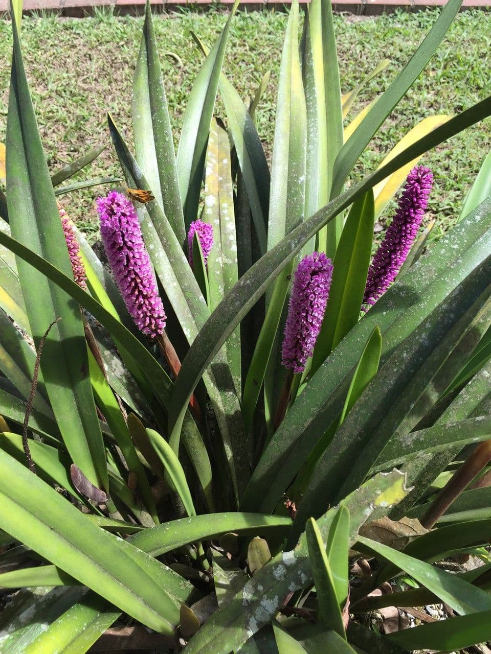 Arpophyllum 5