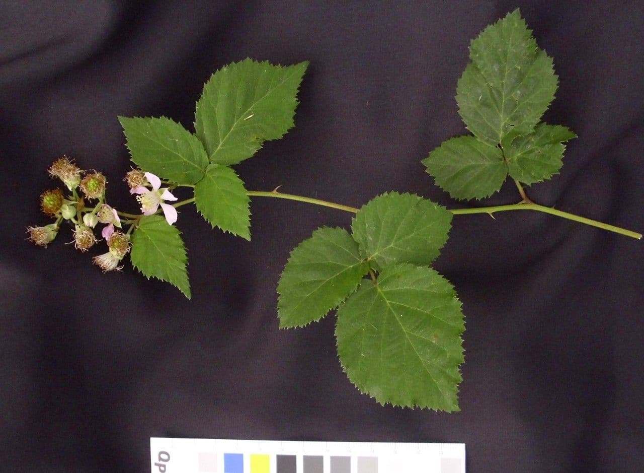 Rovo imbricato 25