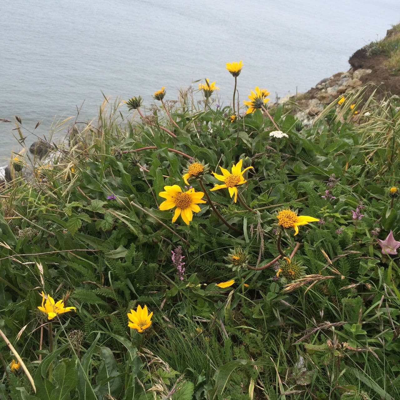 Wyethia 7