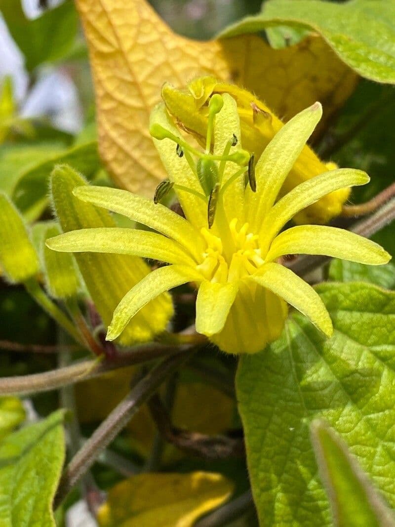 Passiflore 3