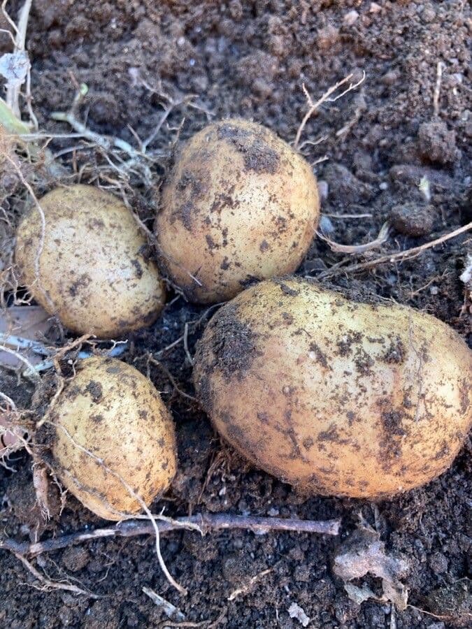 Patata 4