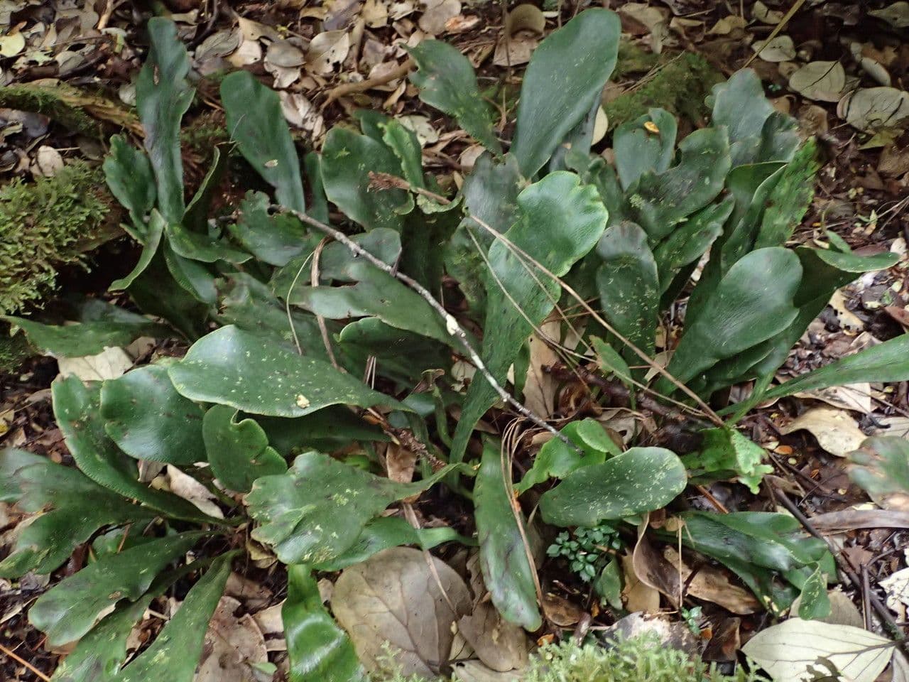 Antrophyum 2