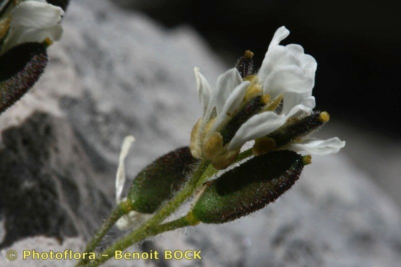 Draba douteuse 7