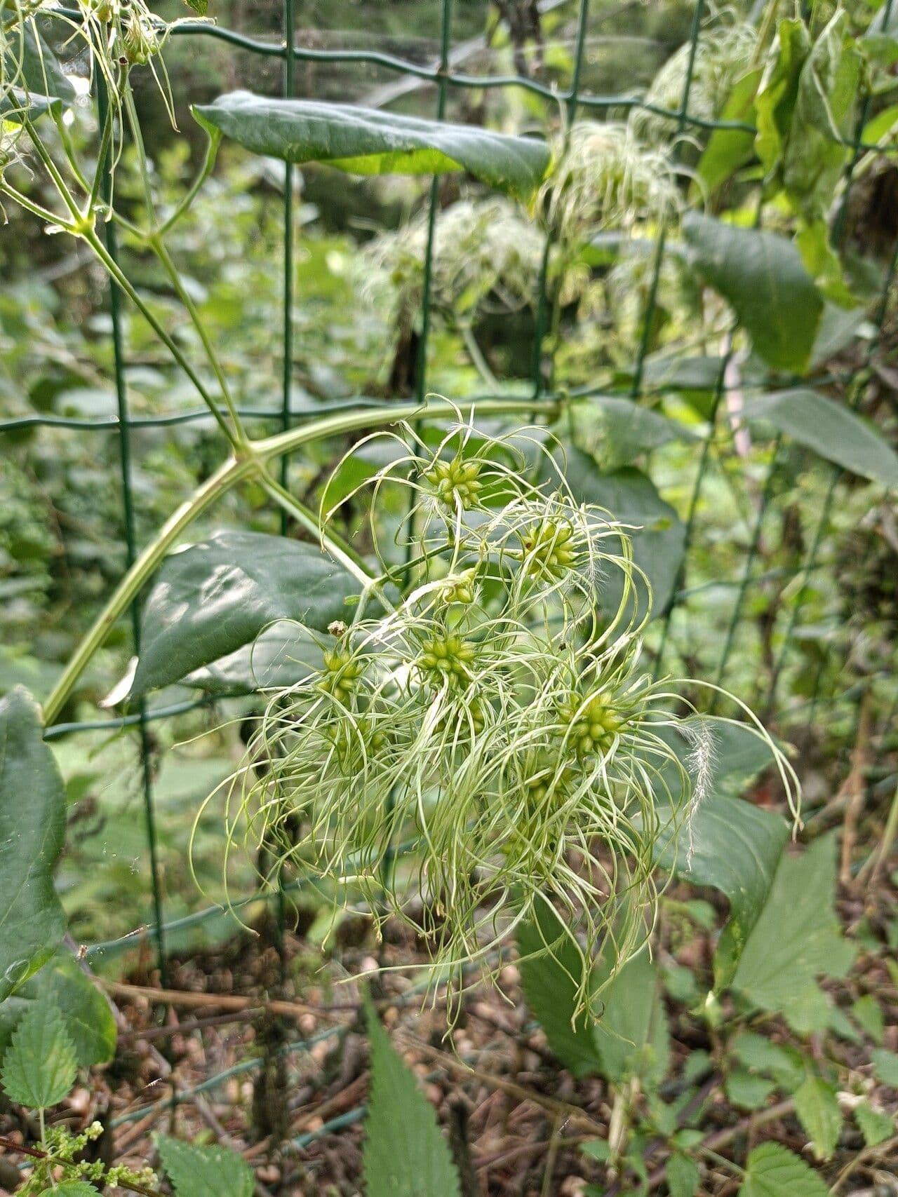 Clematis dioica 2