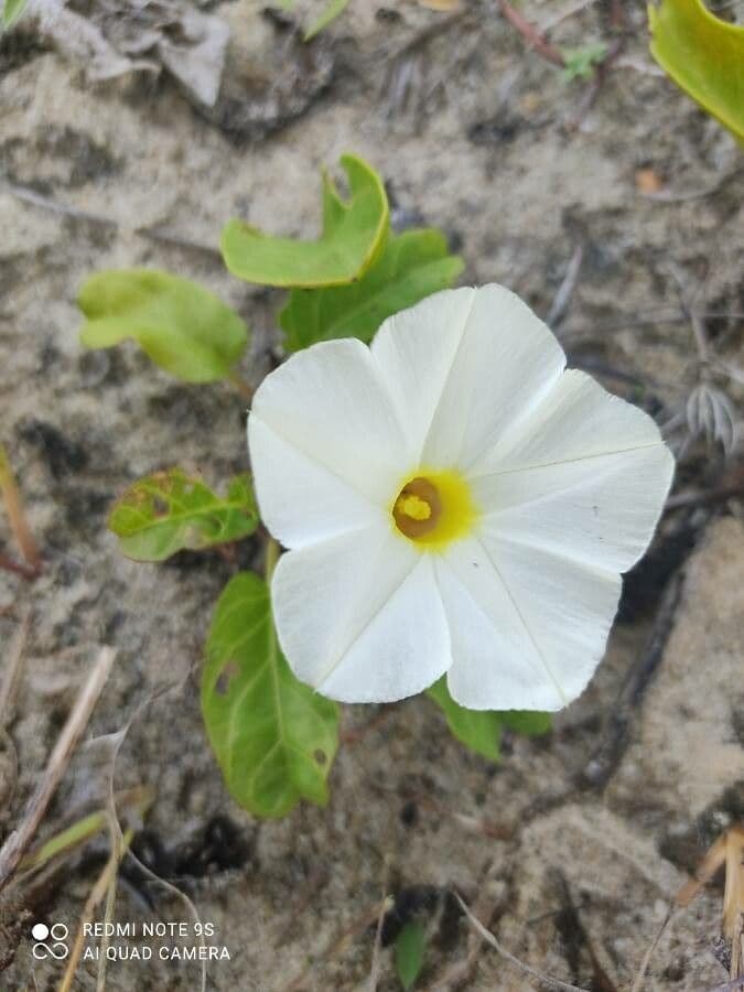 Imperatisiche 4