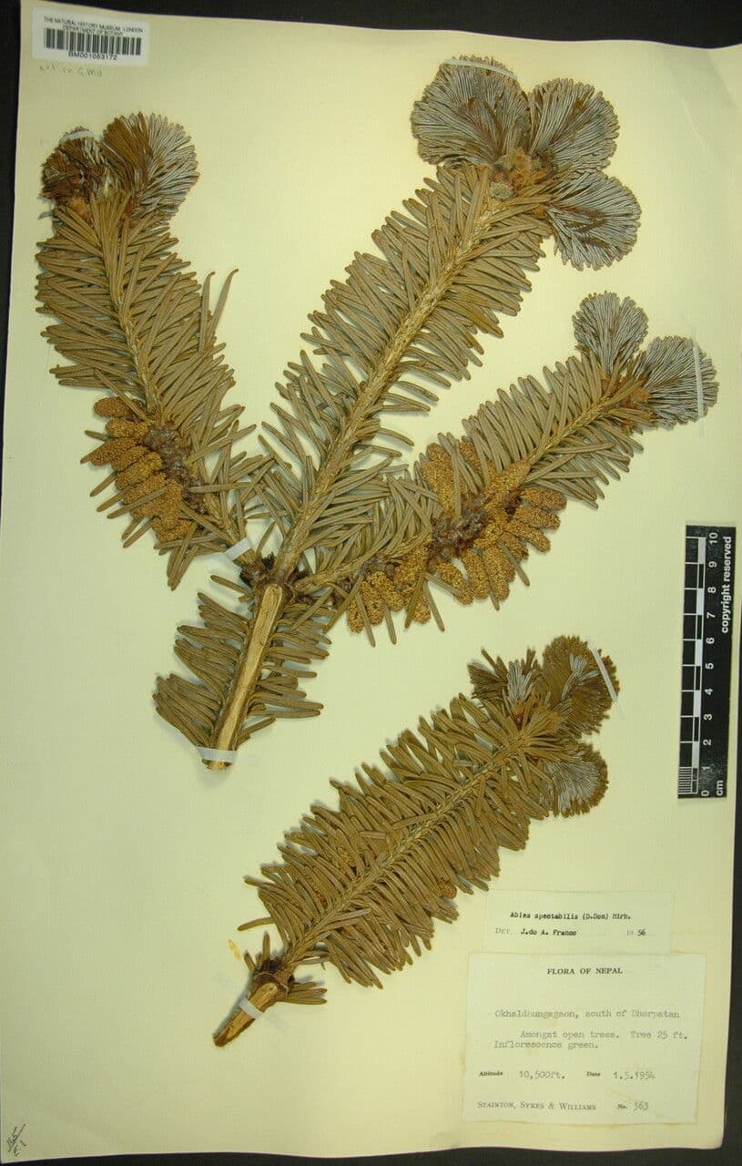 Abete dell'Himalaya 18