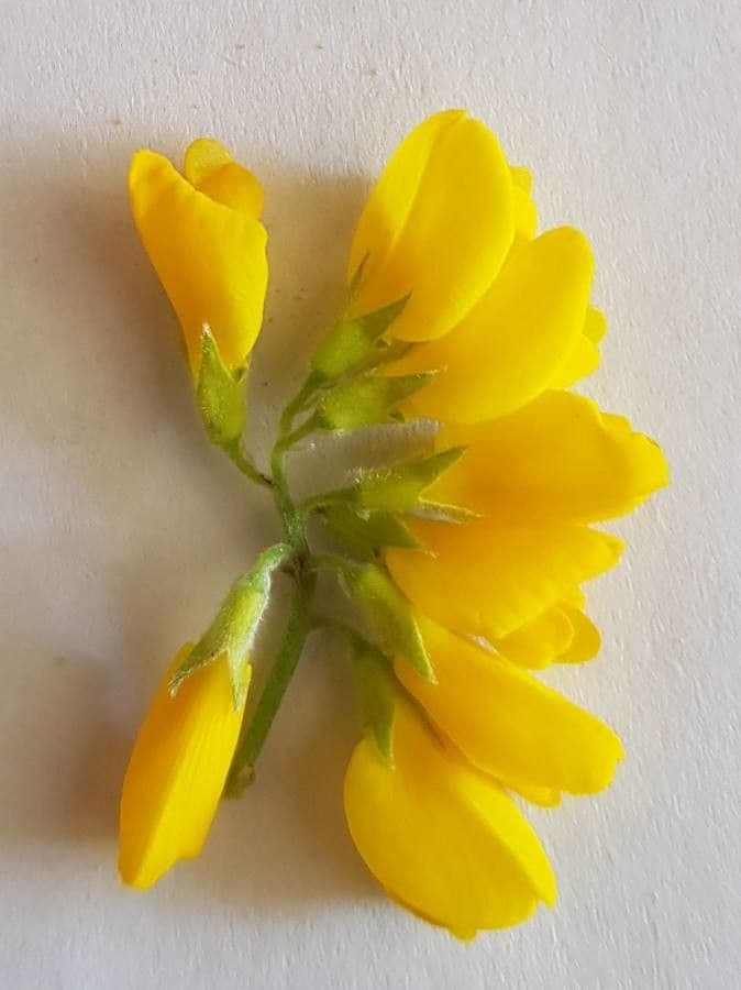 Adenocarpus 8