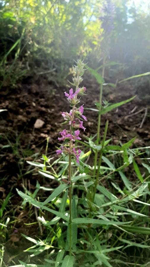 Betonica palustre