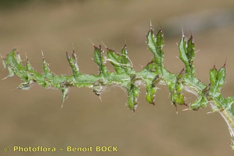 Cirsium filipendulum 16