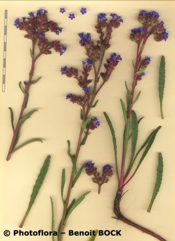 Anchusa 18