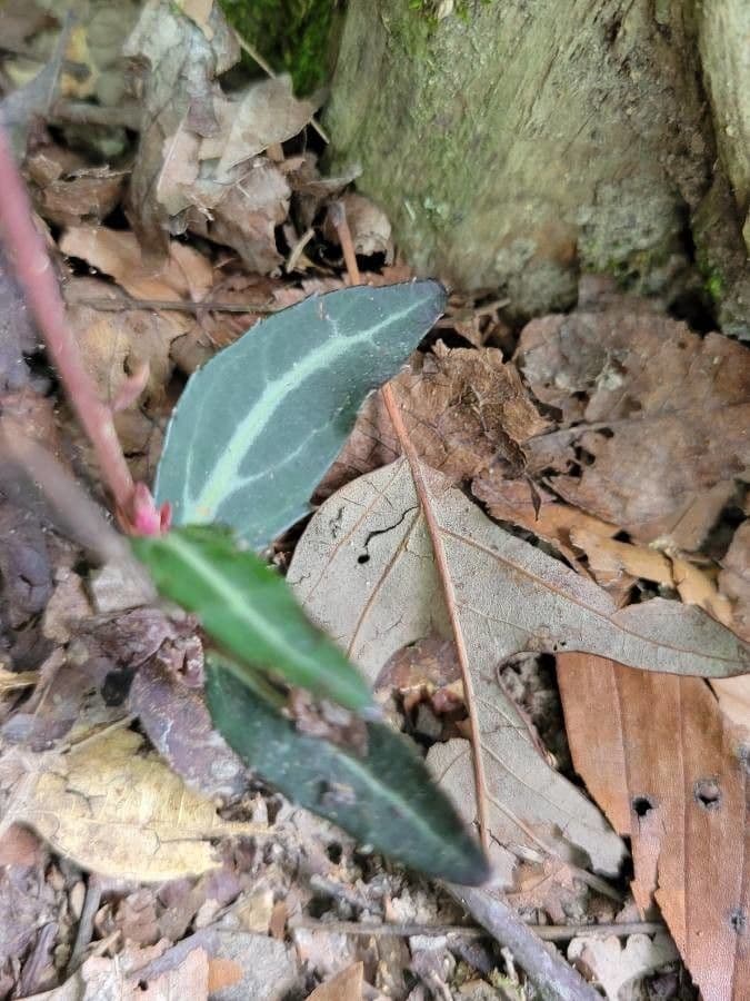 Chimaphila macchiata 16
