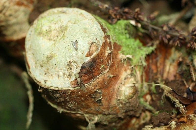 Zázvorník gardnerov 23