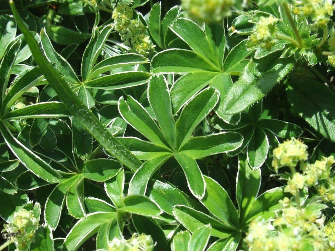 Alchemilla congiunta 11