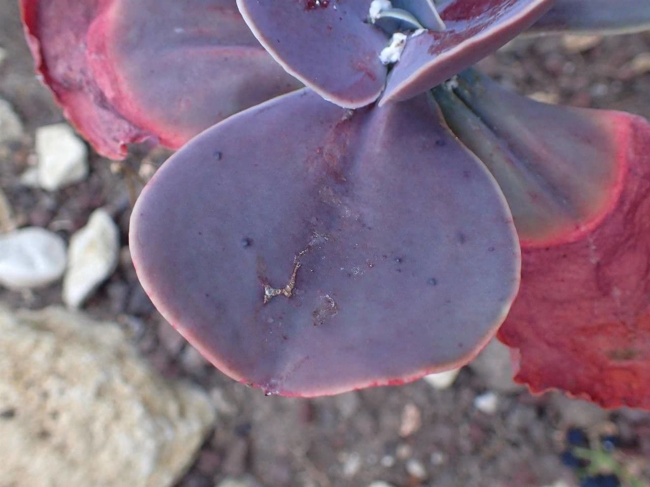 Echeveria