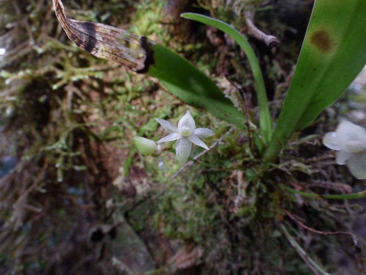 Angraecum 3