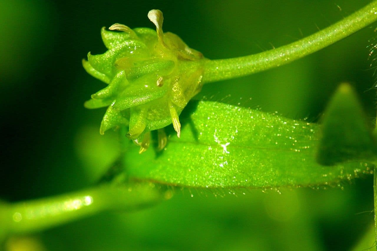 Ranunculus parviflorus