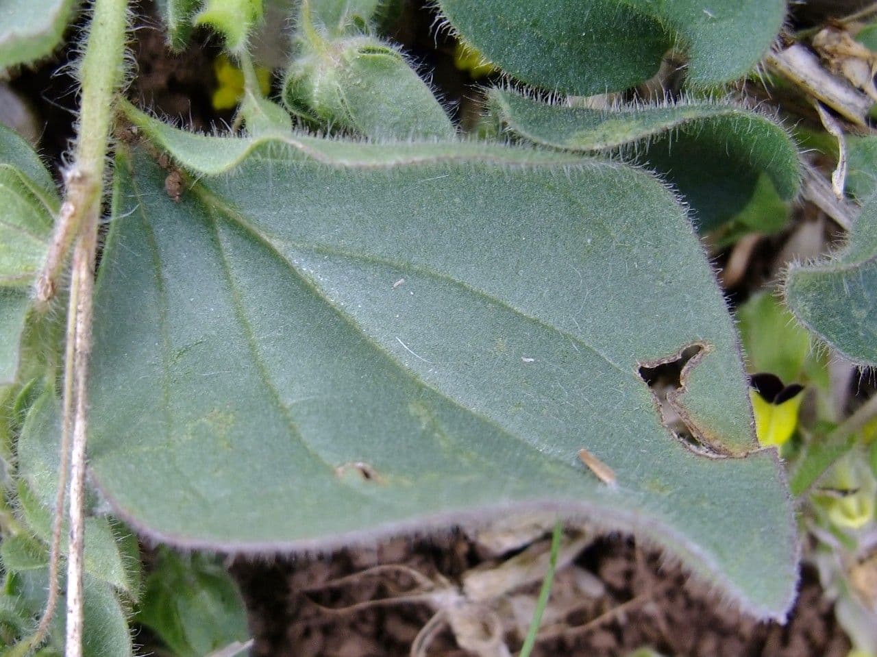 Cencio molle 16