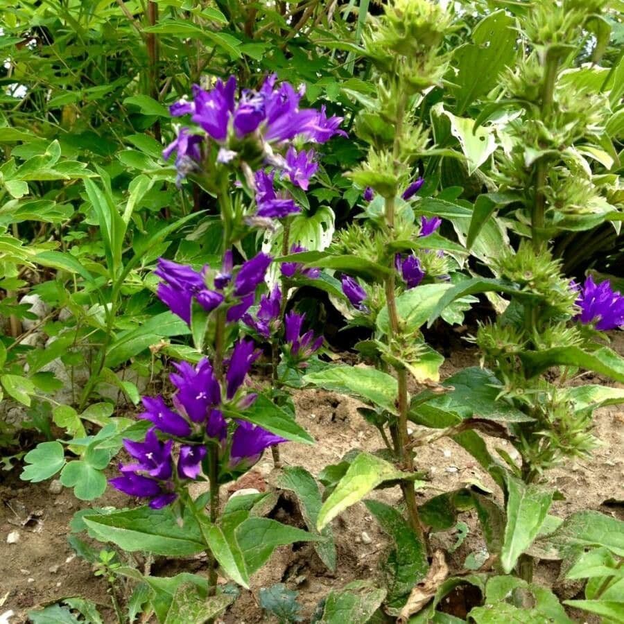Campanula agglomerata 13