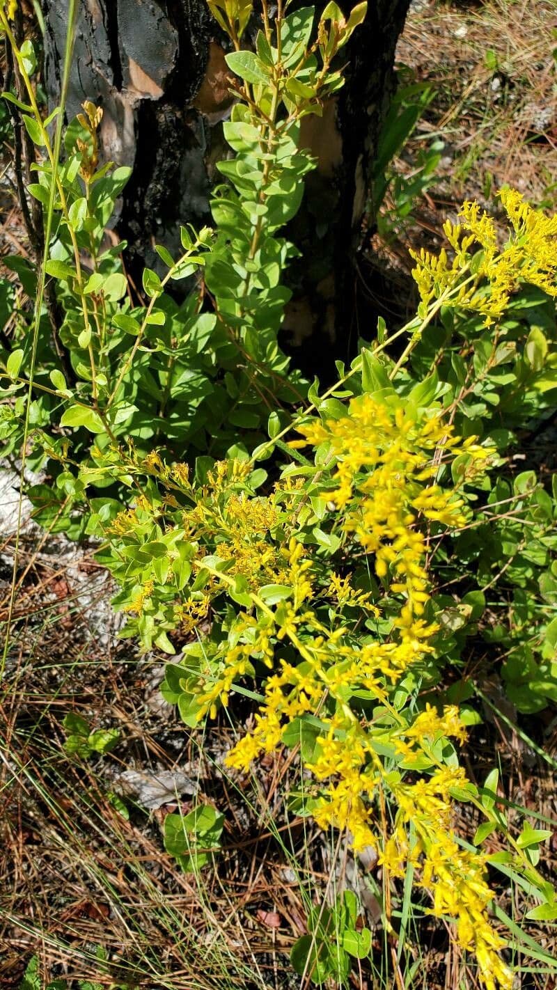 Solidago odorosa 2