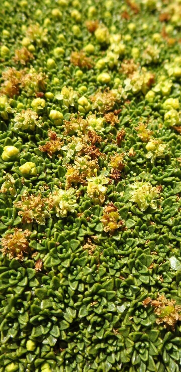 Azorella 7