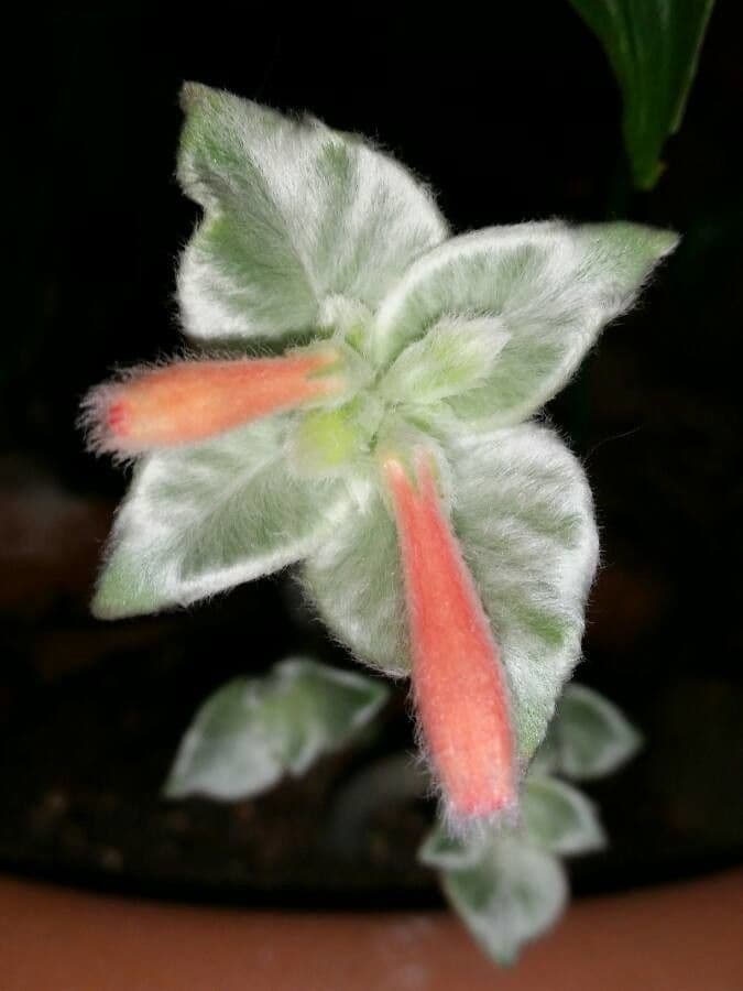 Sinningia leucotricha